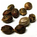 Семена марихуаны АК-47  (Seeds AK-47) во Владивостоке